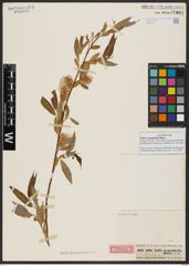 Foto von Salix acmophylla Boiss.